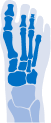 Ankle & foot pain